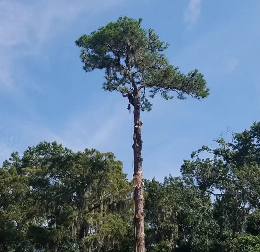 Tree climber atop a Kansas City oak rigging sections down