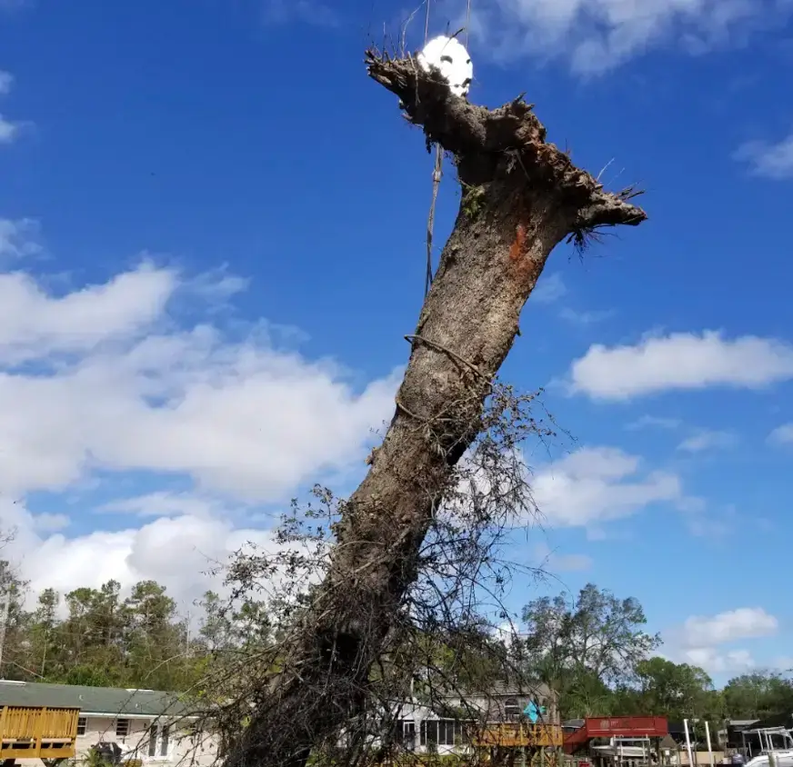 Crane lifting a dead oak trunk above a Kansas City house