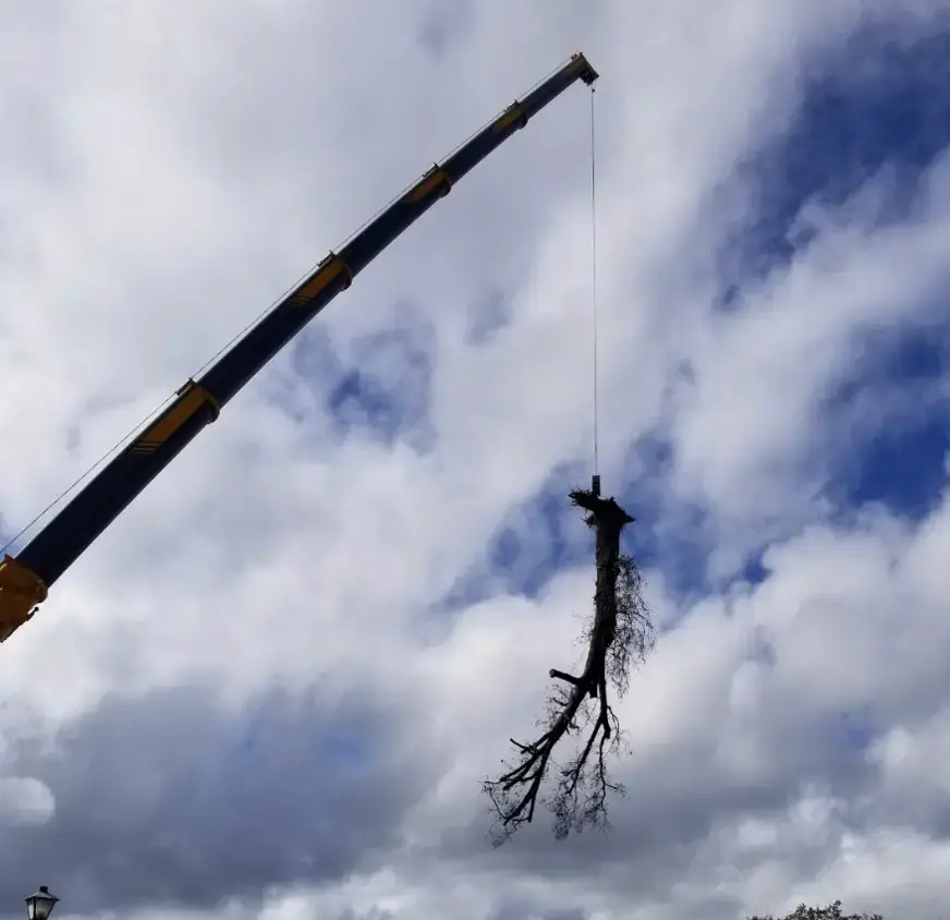 Crane boom lifting a whole tree on a Kansas City job