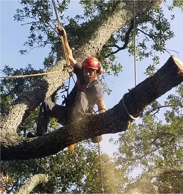 Country Club Tree Service crew on a Kansas City tree removal job